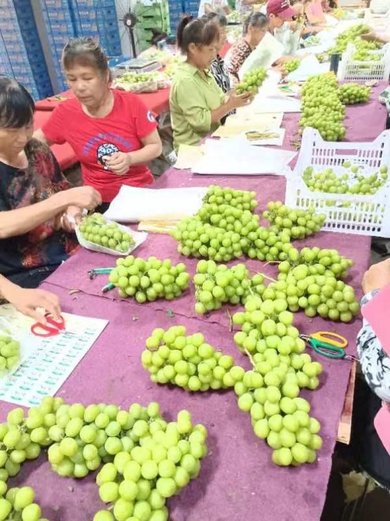 湖南精品阳光玫瑰颗粒饱满皮薄多汁品质保证欢迎来电