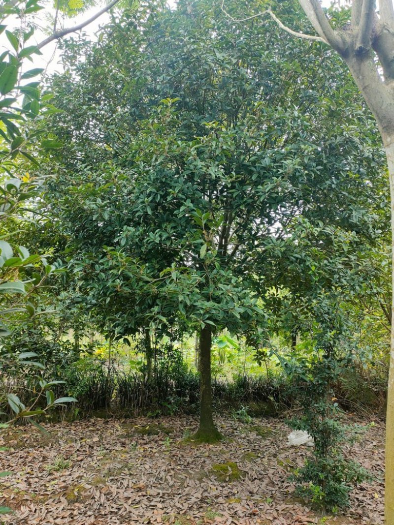 12-20公分桂花树