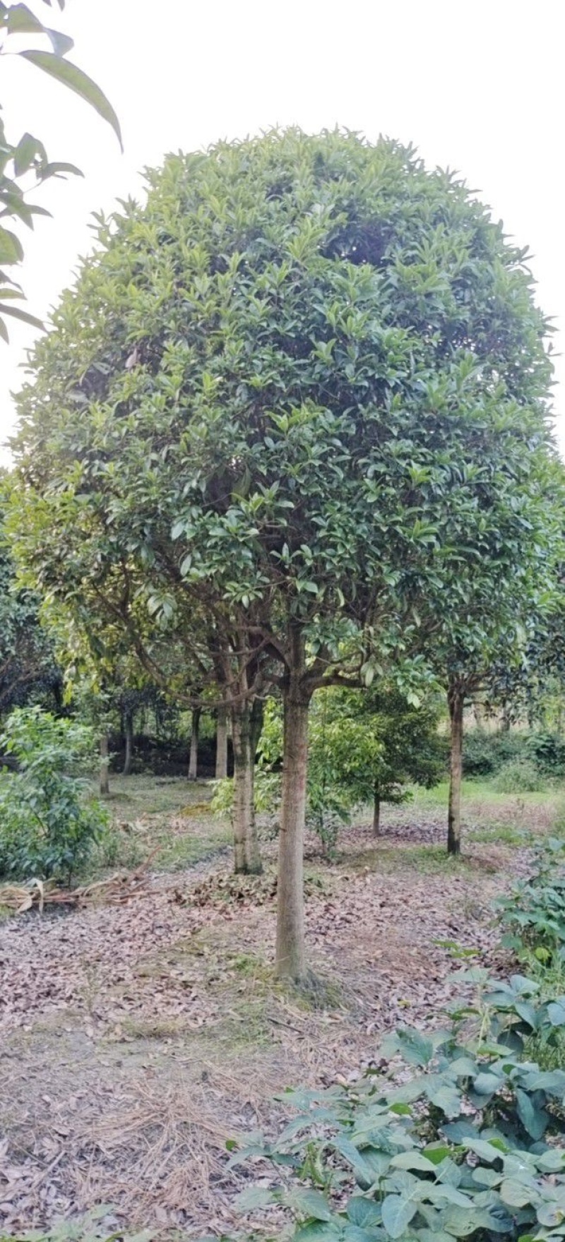 12-20公分桂花树