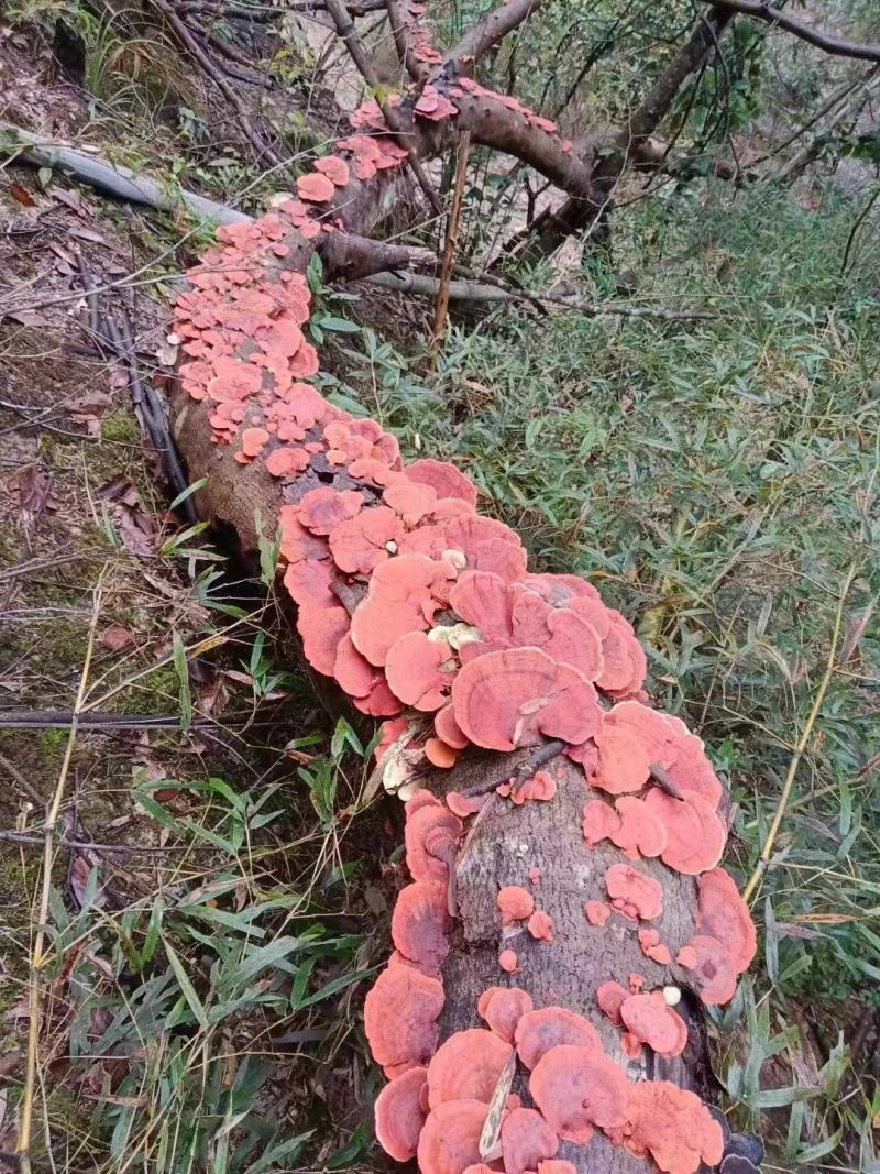 红栓菌，干货包邮