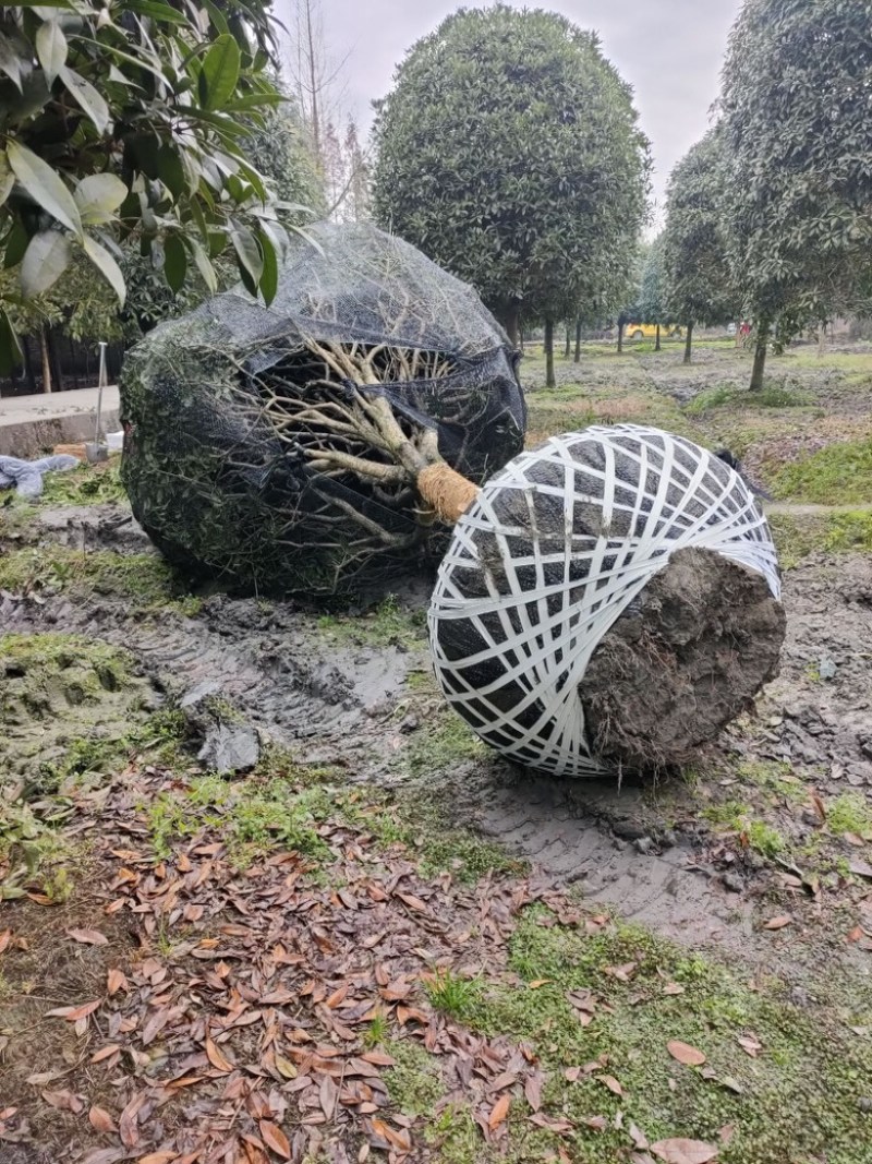 桂花树