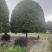 桂花树
