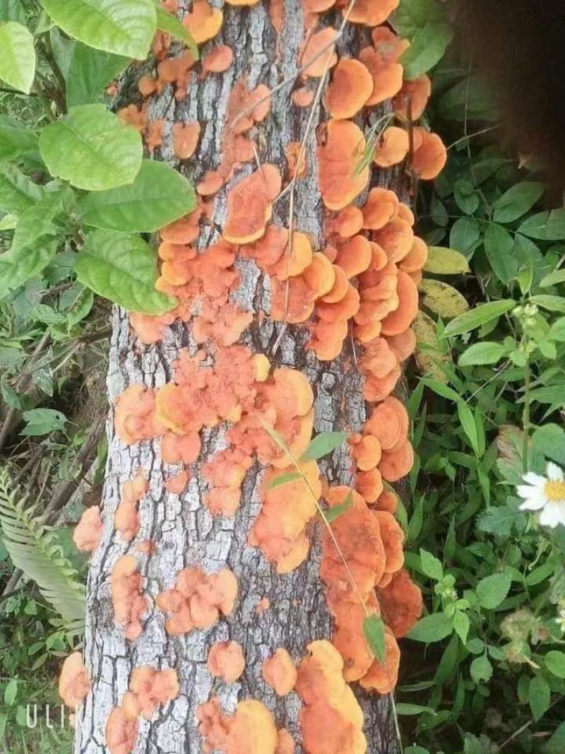 红栓菌，干货包邮