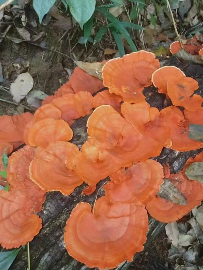 红栓菌，干货包邮