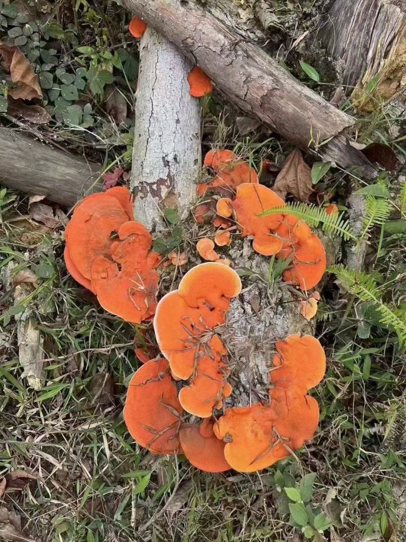 红栓菌，干货包邮