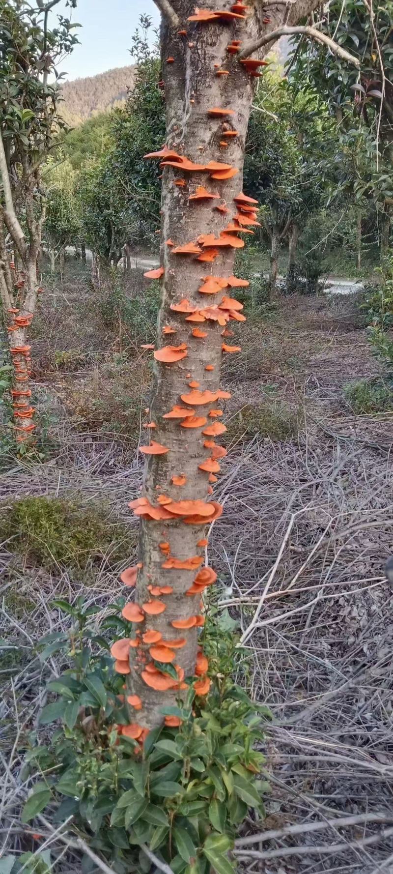 红栓菌，干货包邮