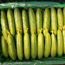吉林产区精品大刺长条旱黄瓜上市中,新鲜现摘量大
