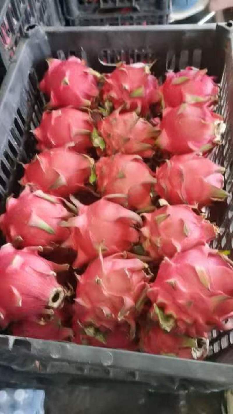 红心火龙果