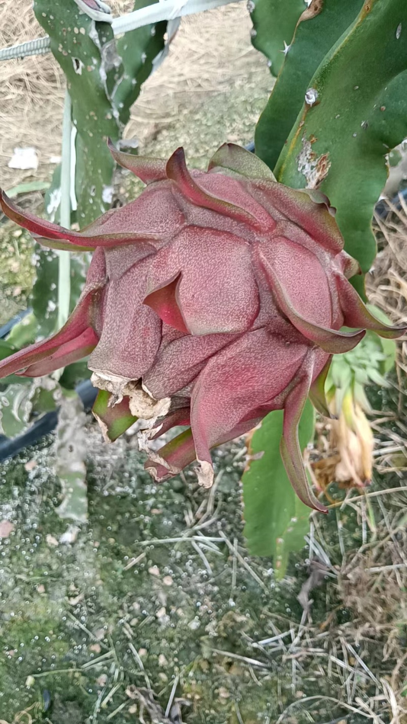 红心火龙果