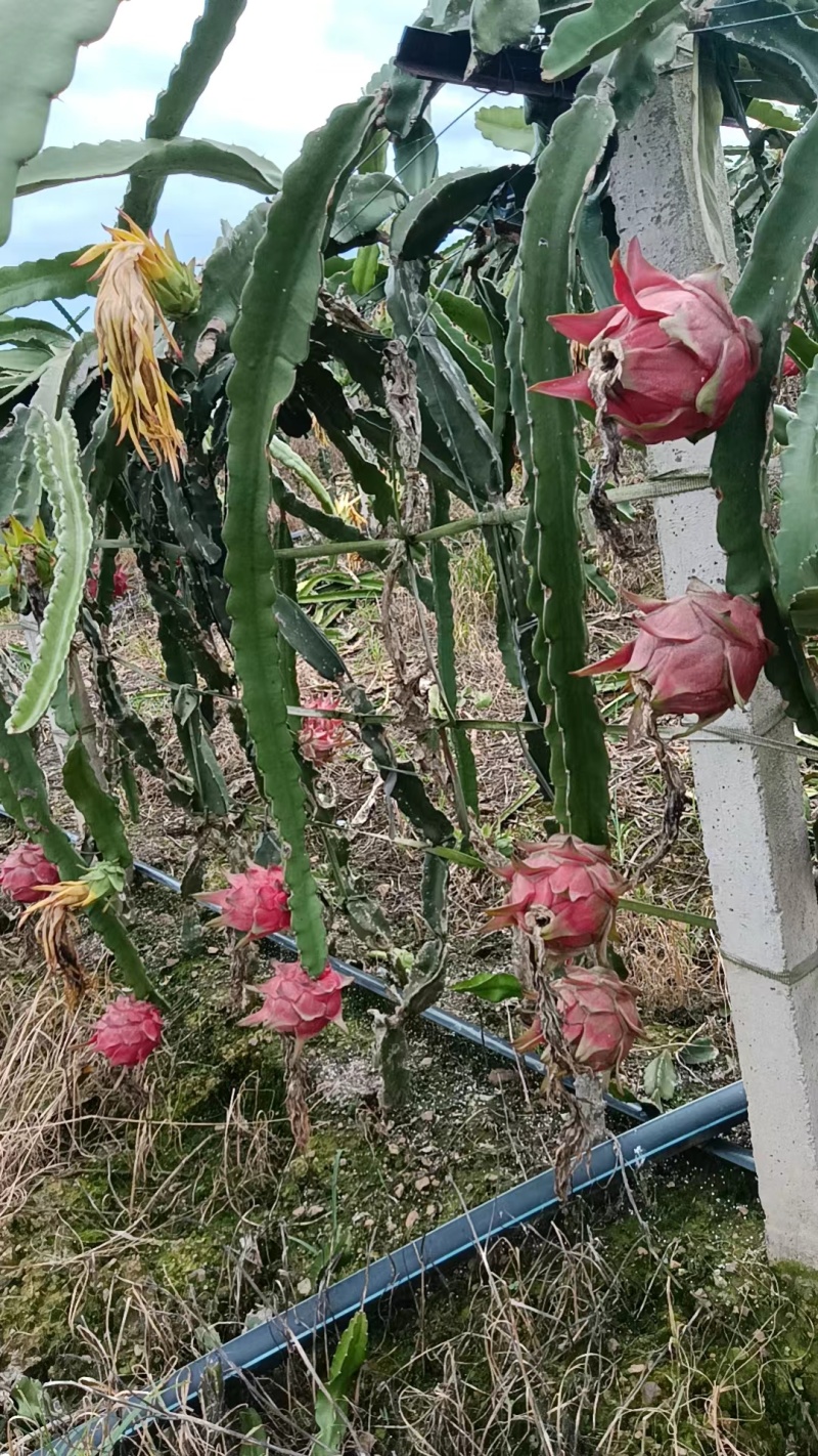 红心火龙果