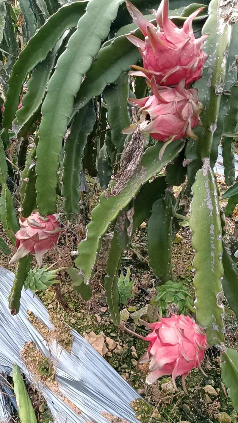 红心火龙果