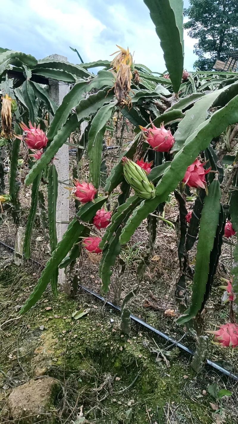 红心火龙果
