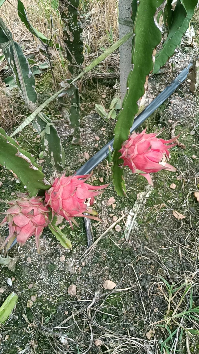红心火龙果