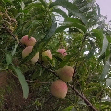 云南文山鹰嘴桃，低价出售批发市内送货上门