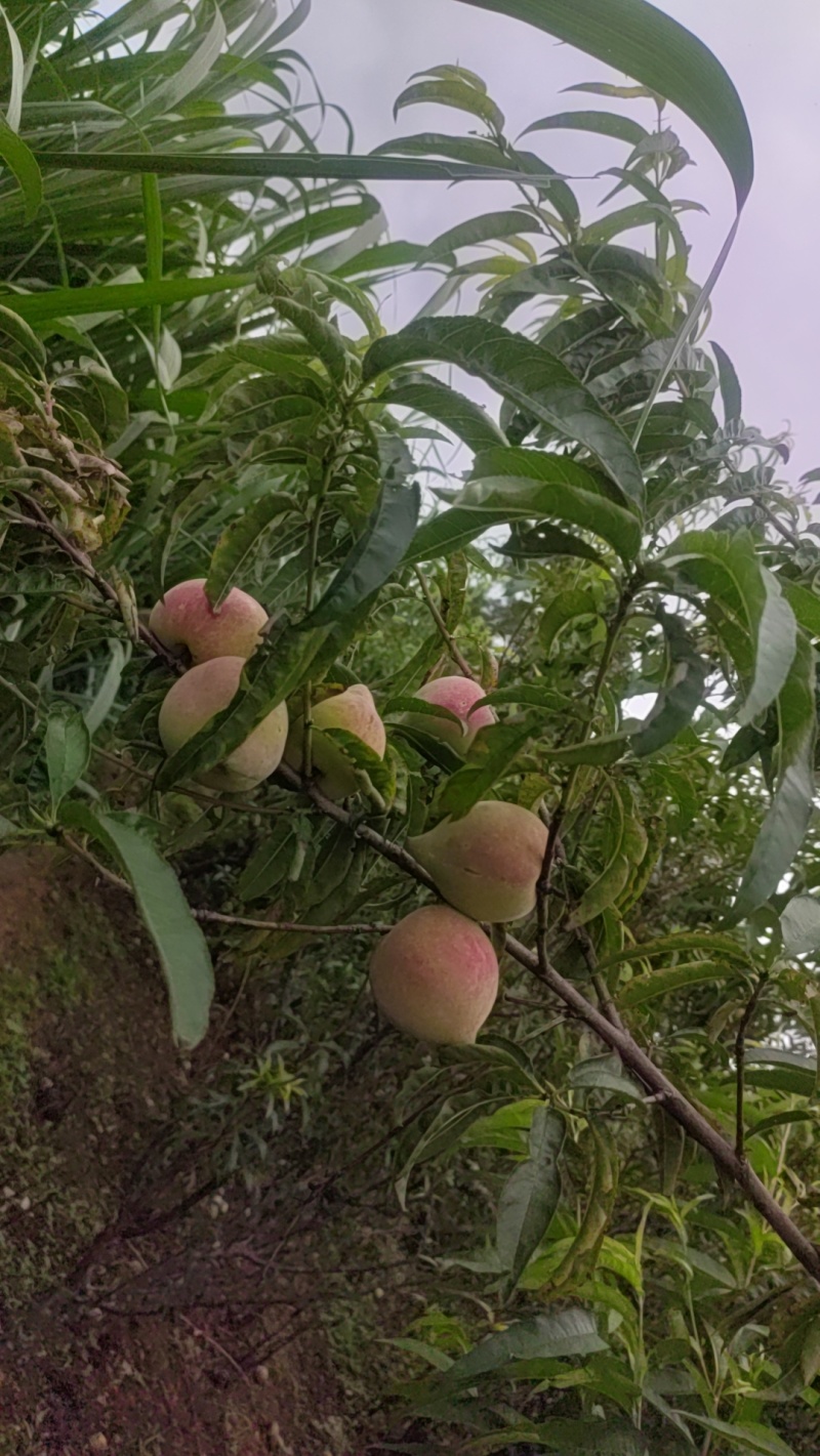 云南文山鹰嘴桃，低价出售批发市内送货上门