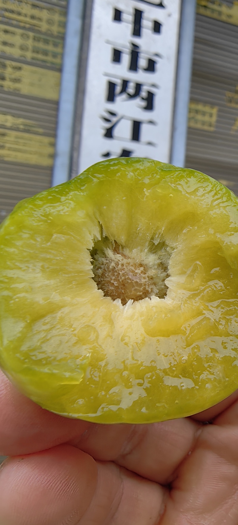 巫山青脆李李子苗7-8月份成熟青产量高果特大饱满口感脆甜