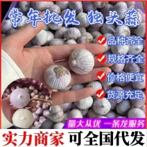 《精选》独头蒜紫皮蒜现货批发规格齐全可全国发货