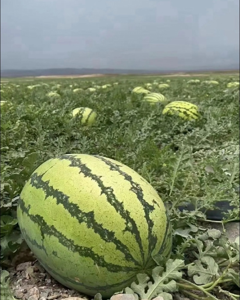 宁夏西瓜硒砂瓜石头瓜产地一手货源实力代发全国商超