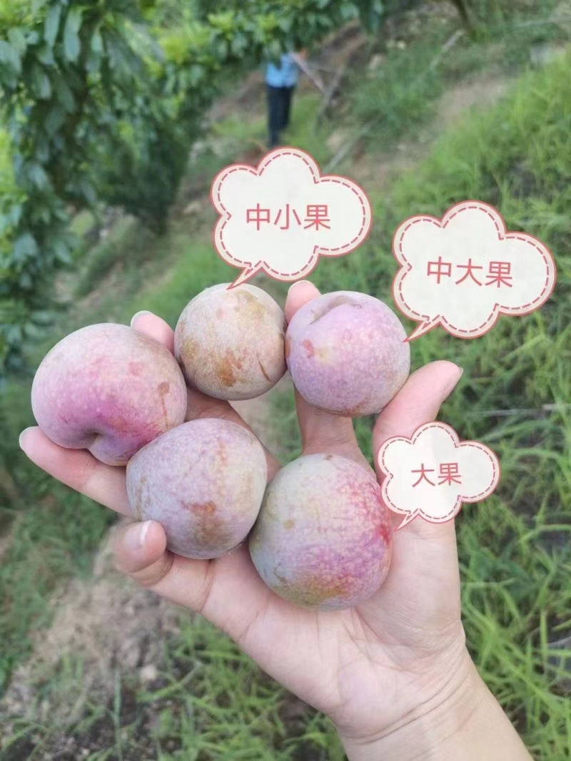 2024桃形李上市啦有需要可以联系我