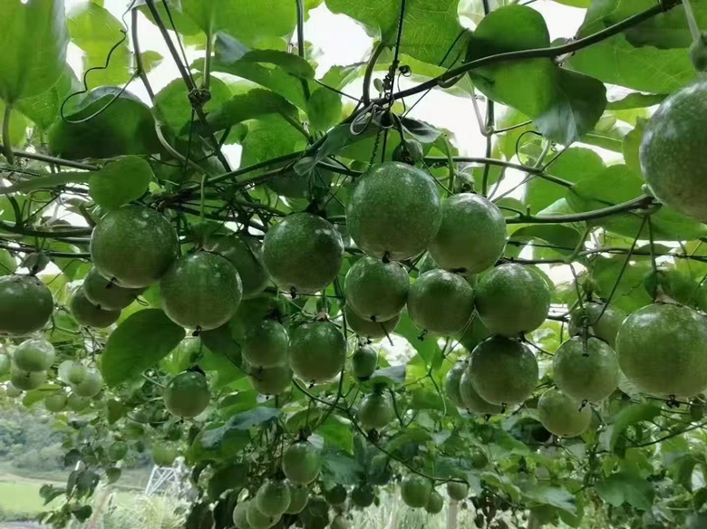 钦蜜9号百香果切面特写