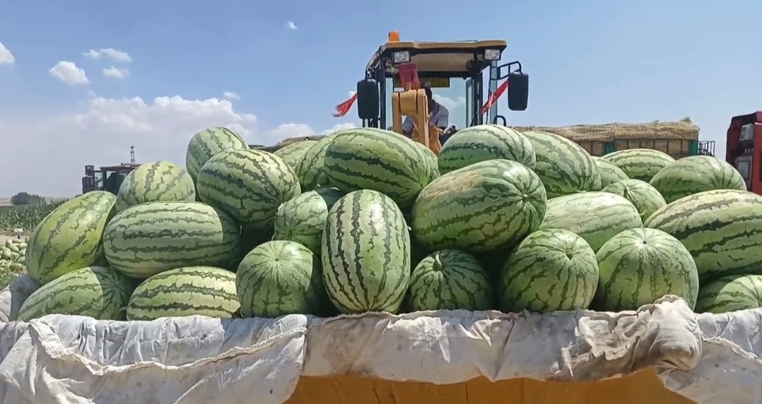 农户正在如东西瓜基地采摘成熟的早春红玉西瓜,果实饱满、色泽诱人 早春红玉西瓜采摘现场