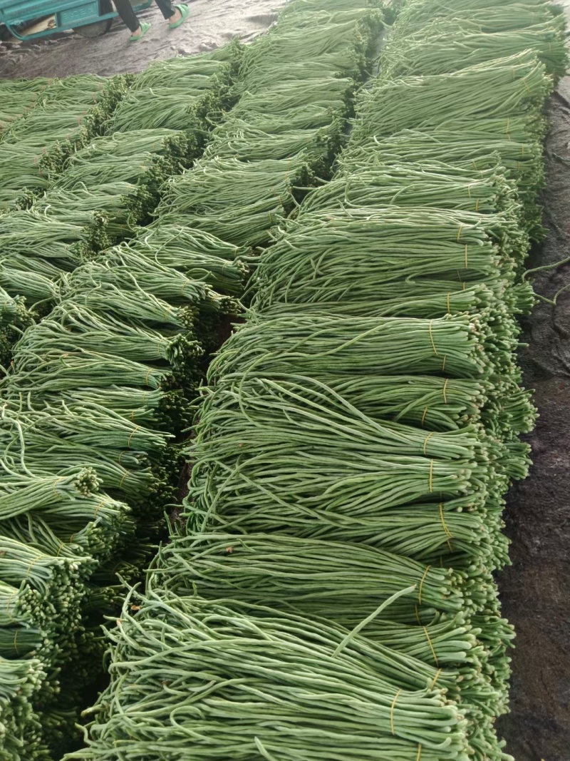 精品鲜青条长豆角，常年代收各种瓜果蔬菜常年代办，保证质量
