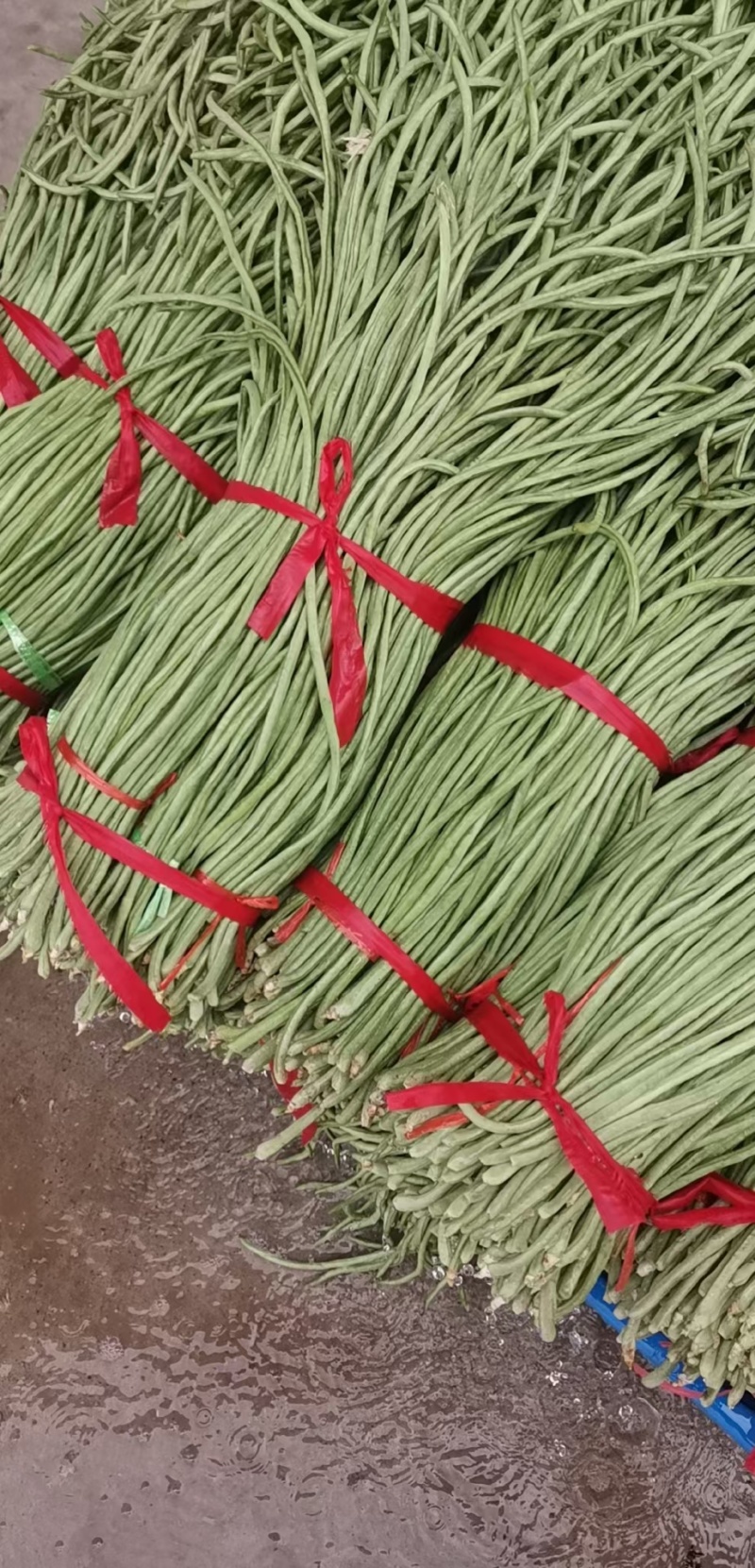 精品鲜青条长豆角，常年代收各种瓜果蔬菜常年代办，保证质量