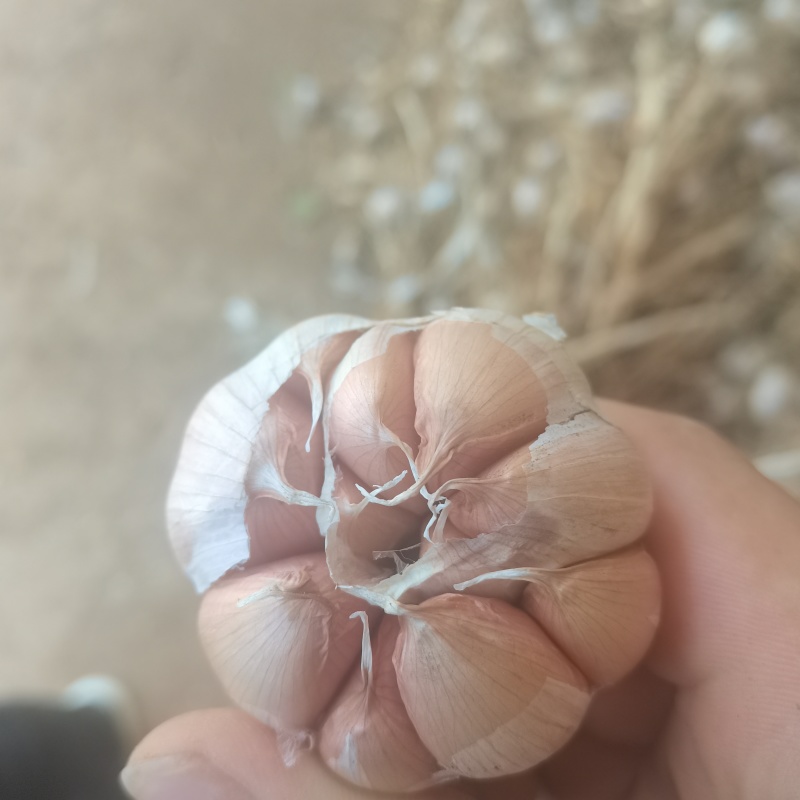 太空，杂交，大青稞紫皮大蒜种，基地直供