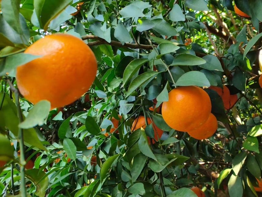 蜜橘果园中挂满金黄色果实的蜜橘树,阳光透过枝叶洒在果子上,展现出丰收的景象 蜜橘果园