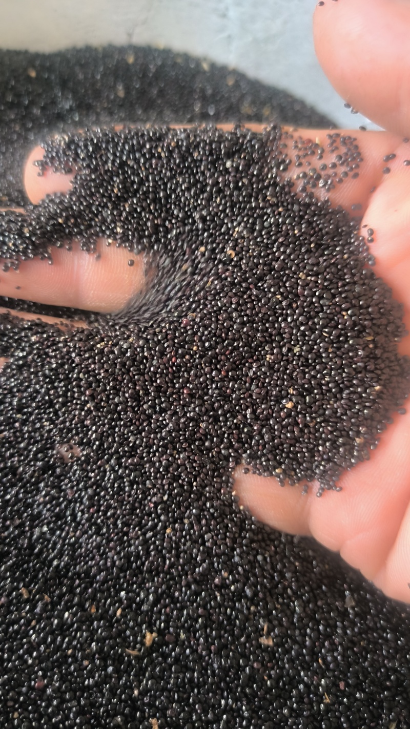 青葙子中药材批发青葙子质量保证量大从优