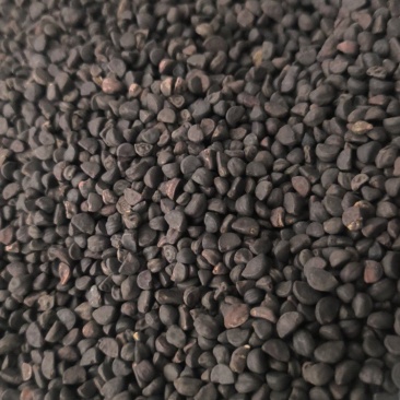 黑丑白丑牵牛子中药材批发牵牛子质量保证量大从优