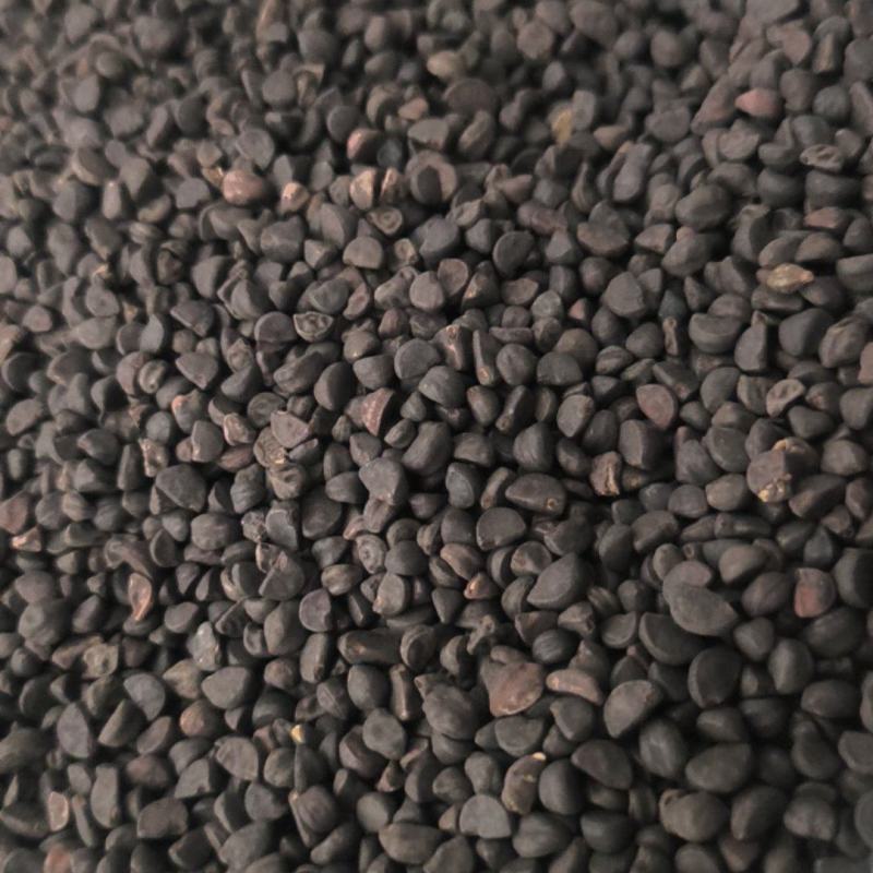 黑丑白丑牵牛子中药材批发牵牛子质量保证量大从优