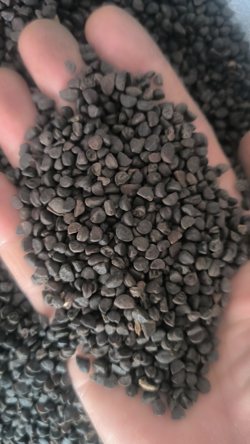 黑丑白丑牵牛子中药材批发牵牛子质量保证量大从优