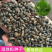 湿地松种子国外松种子松树种子当年新采松树种子绿化造林种子