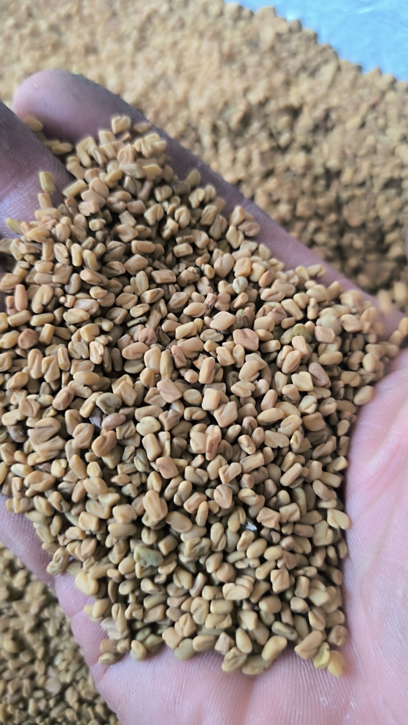 葫芦巴巴子中药材批发葫芦巴质量保证量大从优