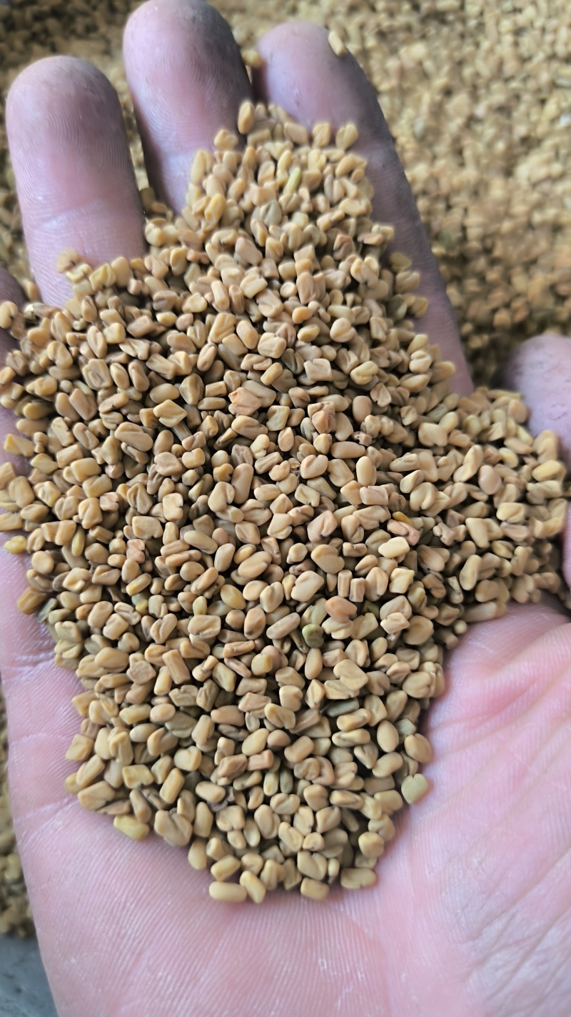 葫芦巴巴子中药材批发葫芦巴质量保证量大从优