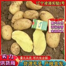 辽宁实验一土豆黄心土豆地头直达可对接商超团购售后无忧