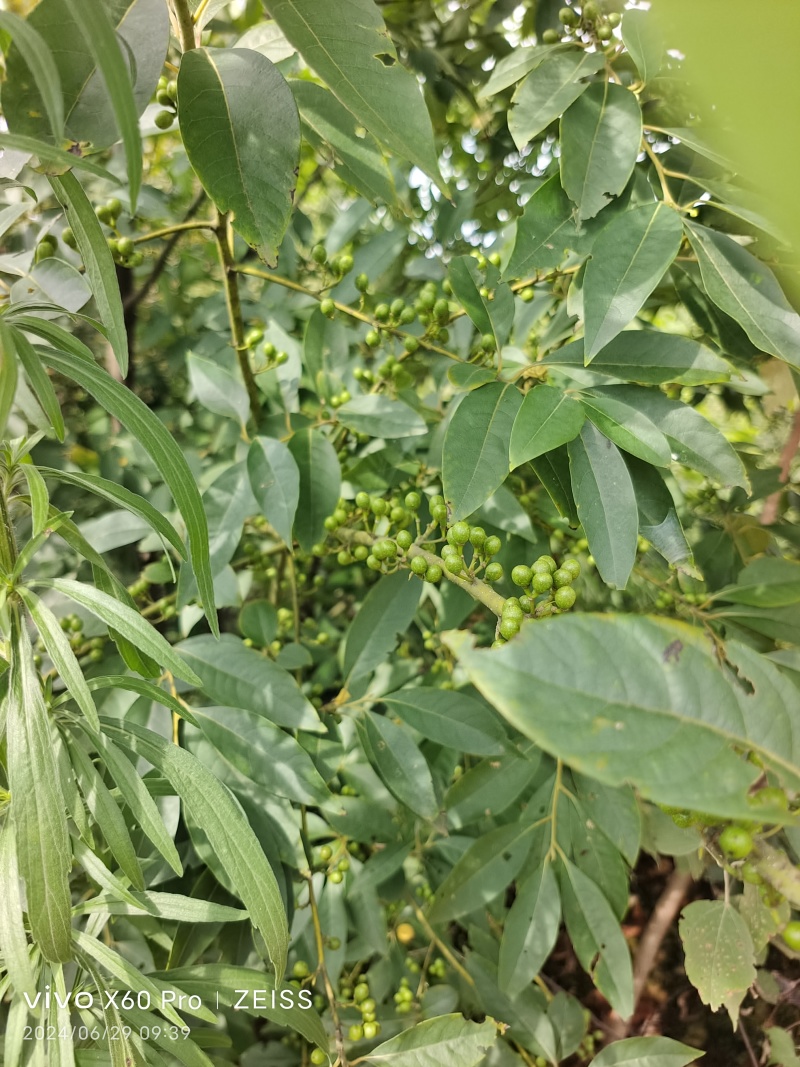 木姜子，山胡椒