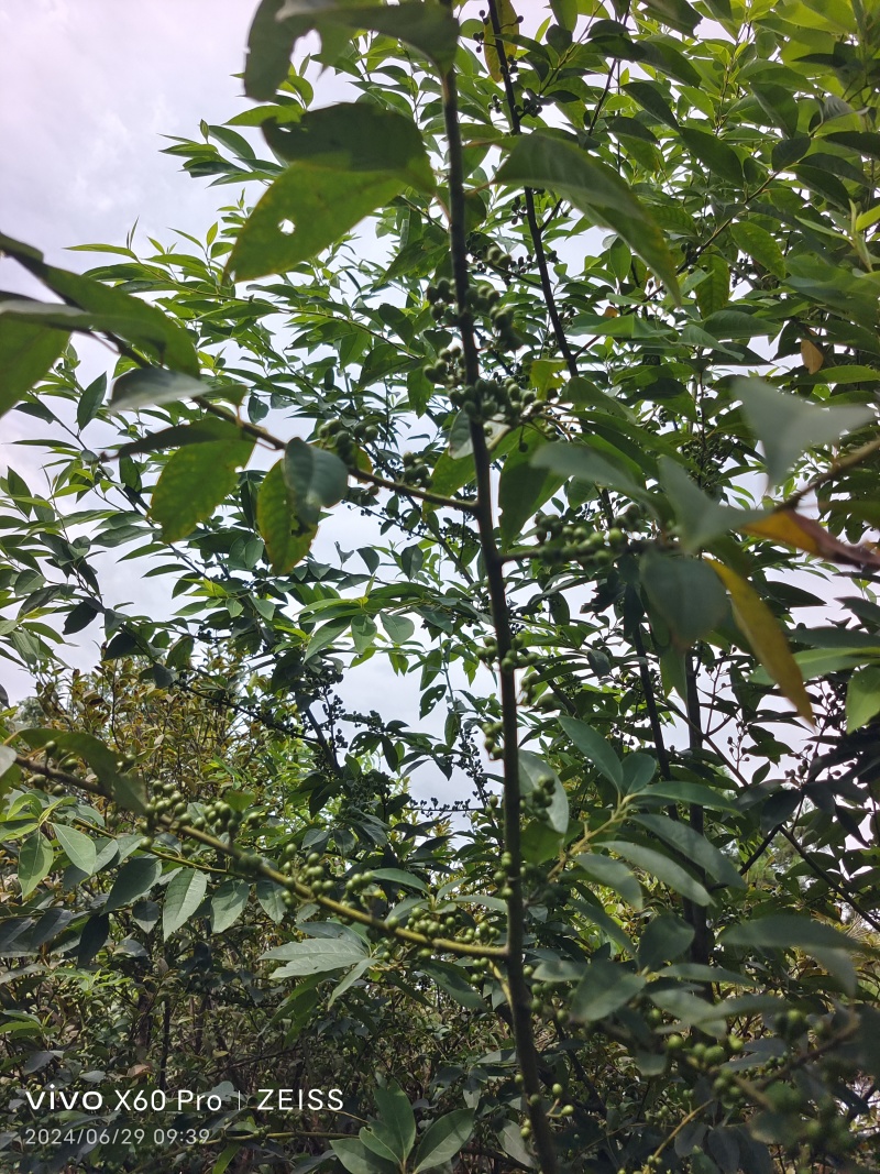 木姜子，山胡椒
