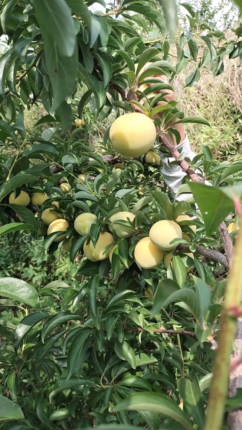 干核黄李子