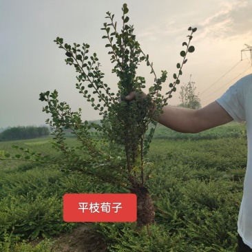 河北定州平枝荀子绿篱苗花灌木四季常青自家苗圃现挖现卖