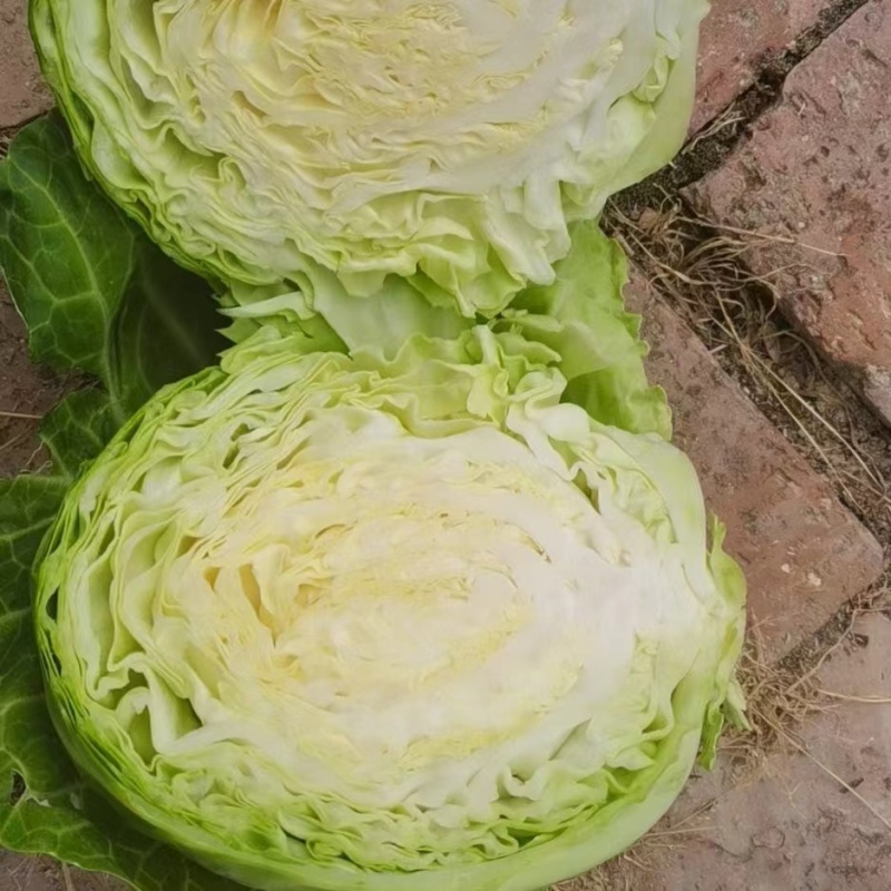 精品甘蓝，产地直销，物美价廉物超所值。精品中的精品。