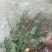 野生