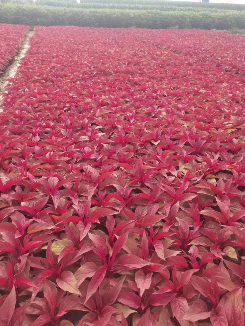 基地直发