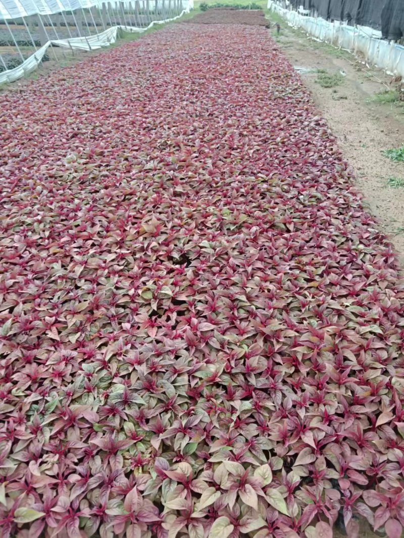 基地直发