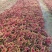 基地直发