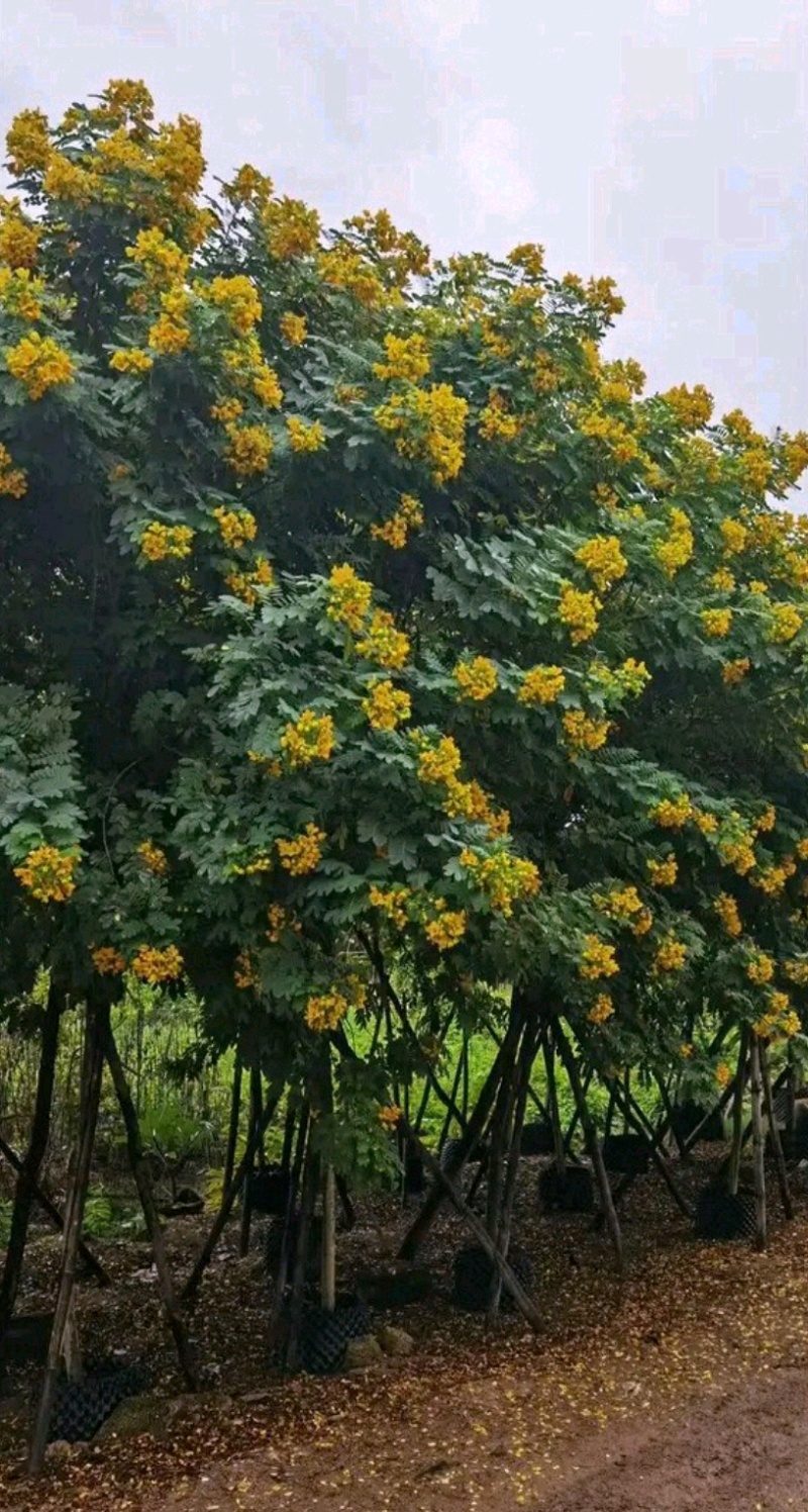 香花槐香花槐苗高杆直径2-15厘米以上产地直销