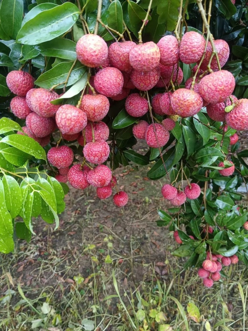 从化灌村槐枝