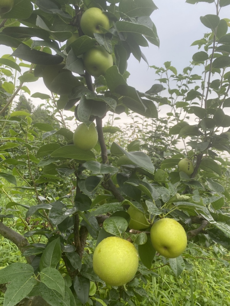 翠冠梨大量上市