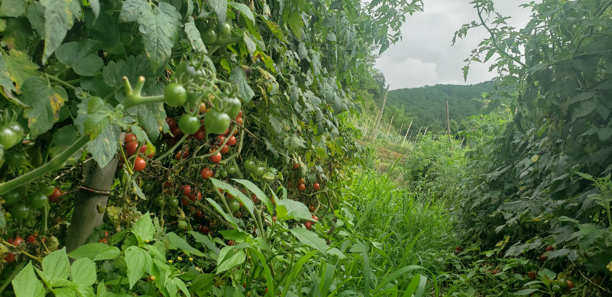 圣女果种植田地实景图